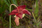 Parrot pitcherplant